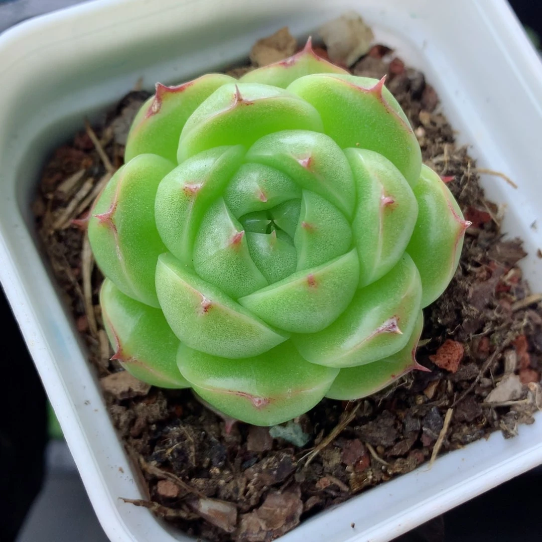 58包邮 群生不包整麦秆5