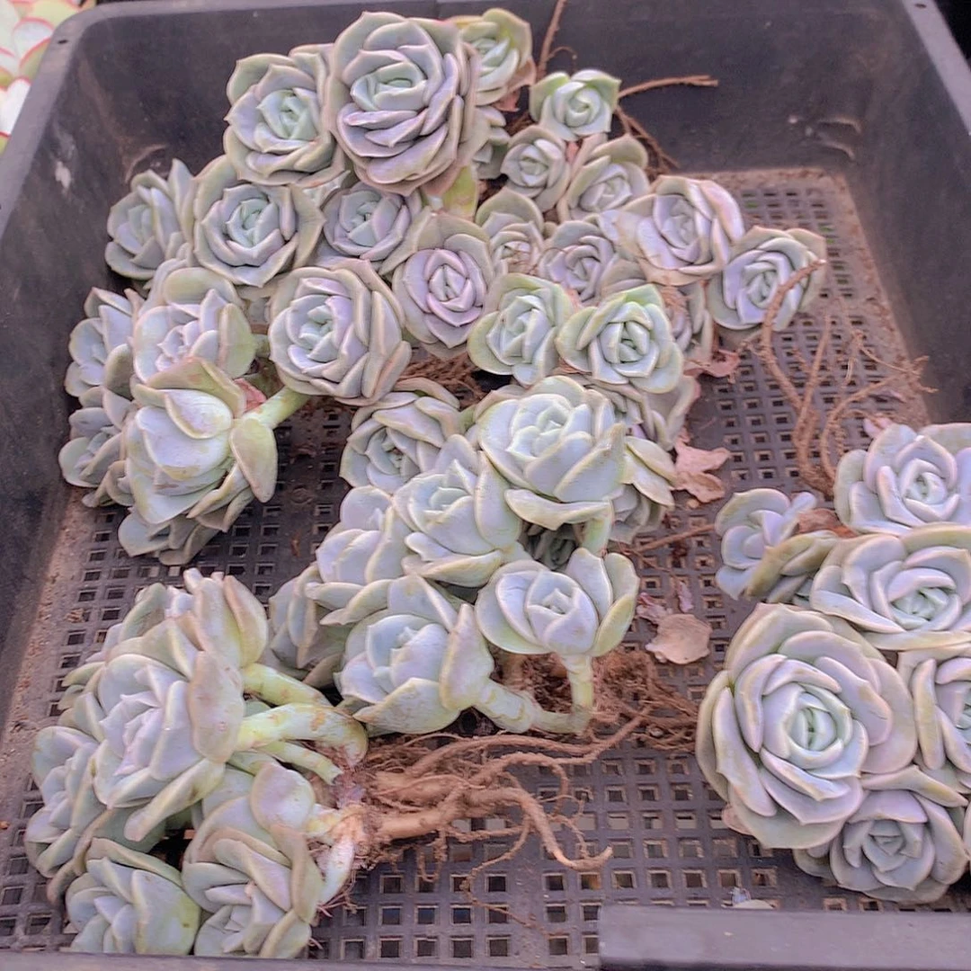 可爱玫瑰群3456788999000