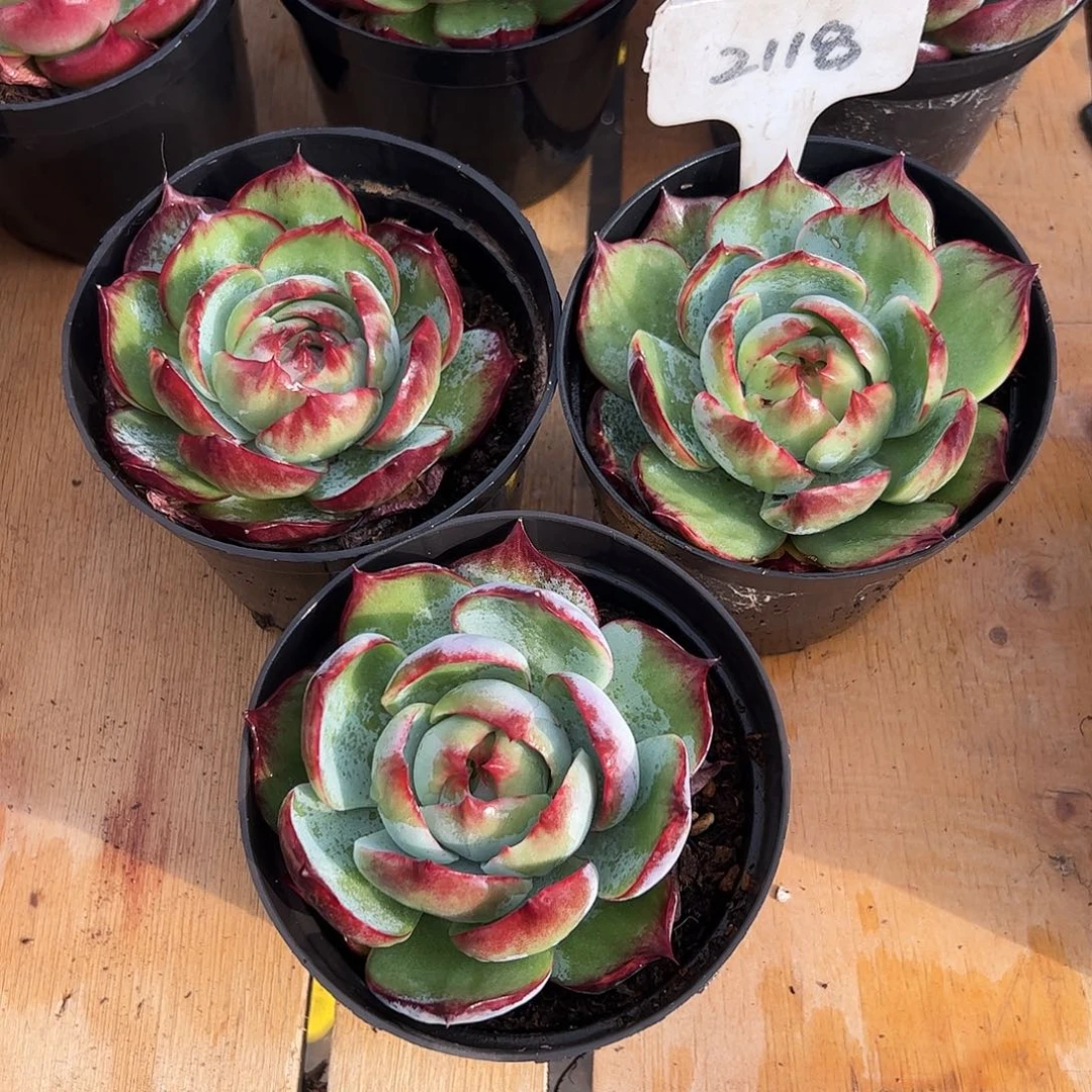 小惊鸿仙子8公分左右2118号三颗