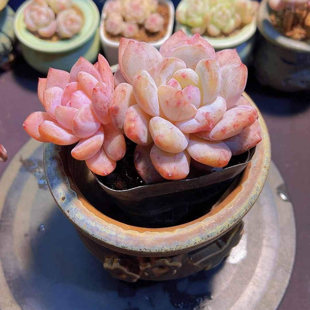 七****?雪天使石化，裸根发货，