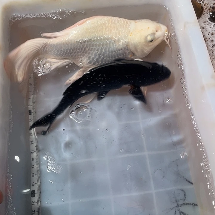 蝴蝶鲤鱼渔场直发84