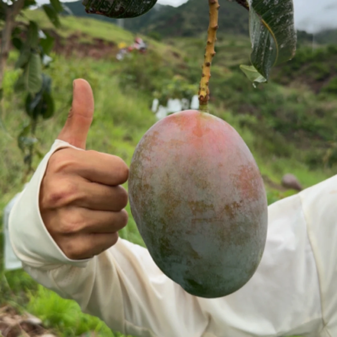 云南湾碧农户自家果树凯特芒正宗芒果现摘新鲜水果应季整箱包邮