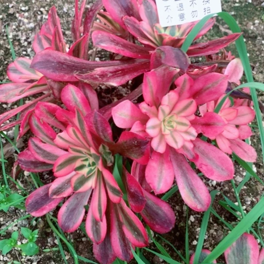 多肉植物659多肉