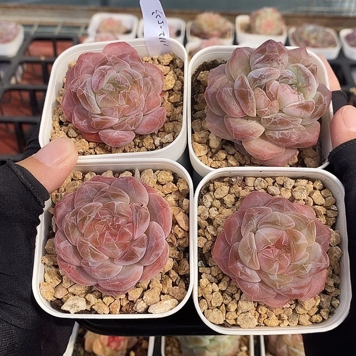 1112-523。粉魄4个