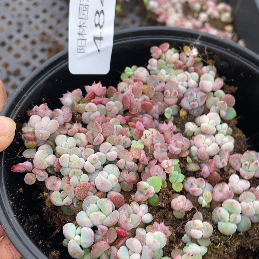 多肉植物多肉植物484