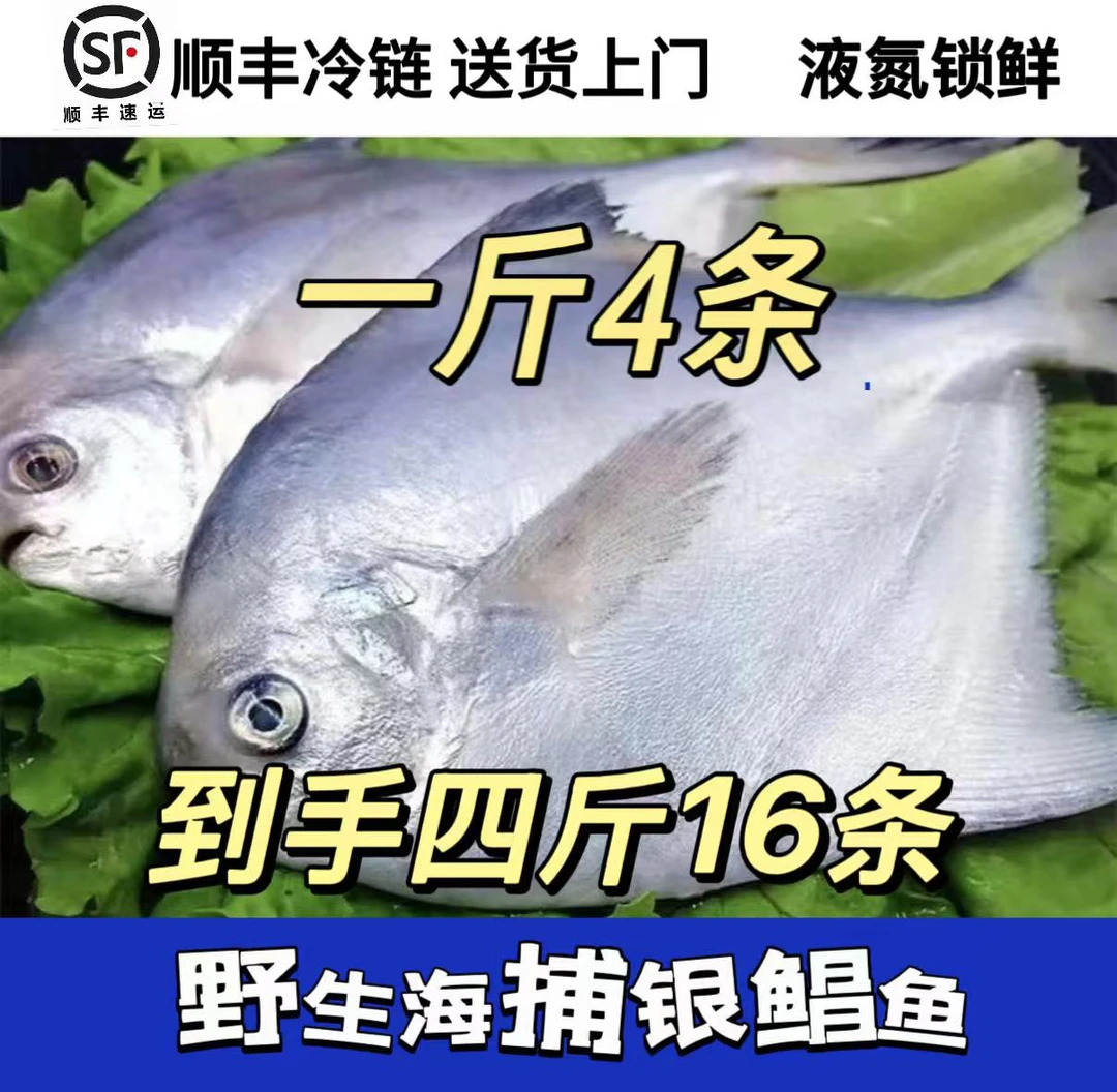 冰鲜 银鲳鱼4斤（一斤4条）顺丰包邮液氮锁鲜发货