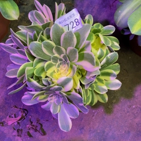 迈巴赫多肉植物3728