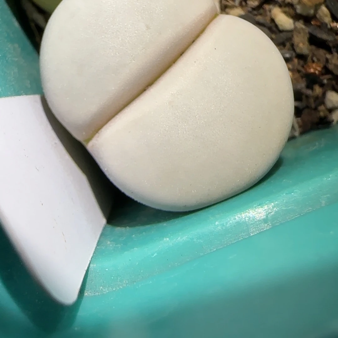 1.19，纯白色的白曲，9008