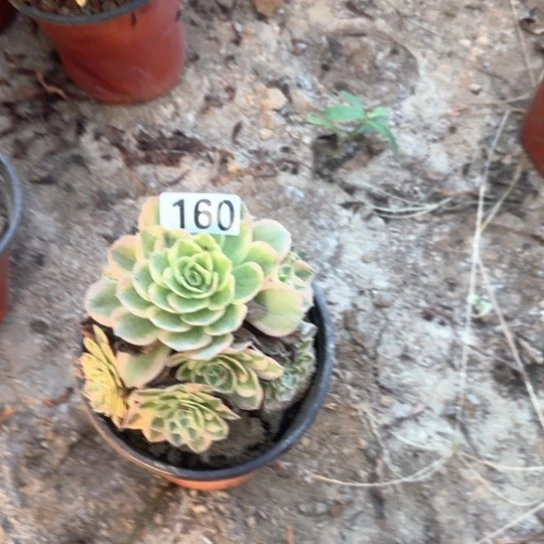 无花朵成160不包断枝