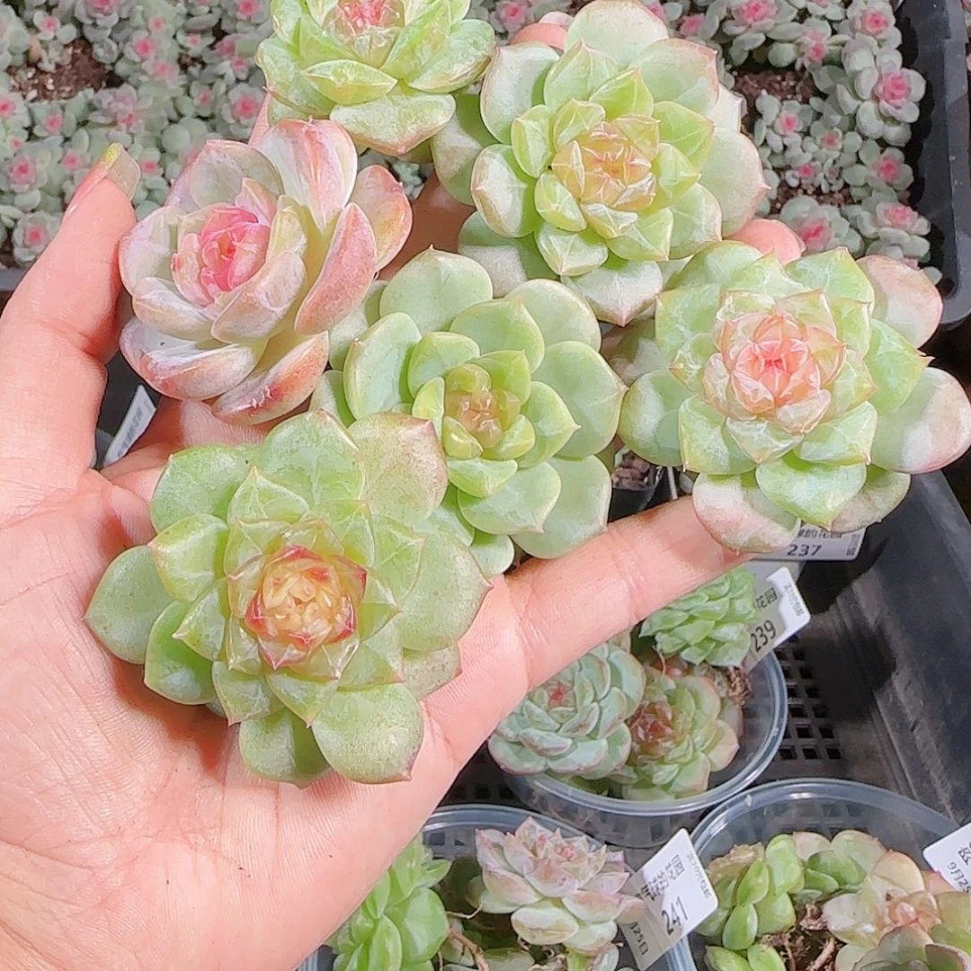 0925---245糖心珍妮