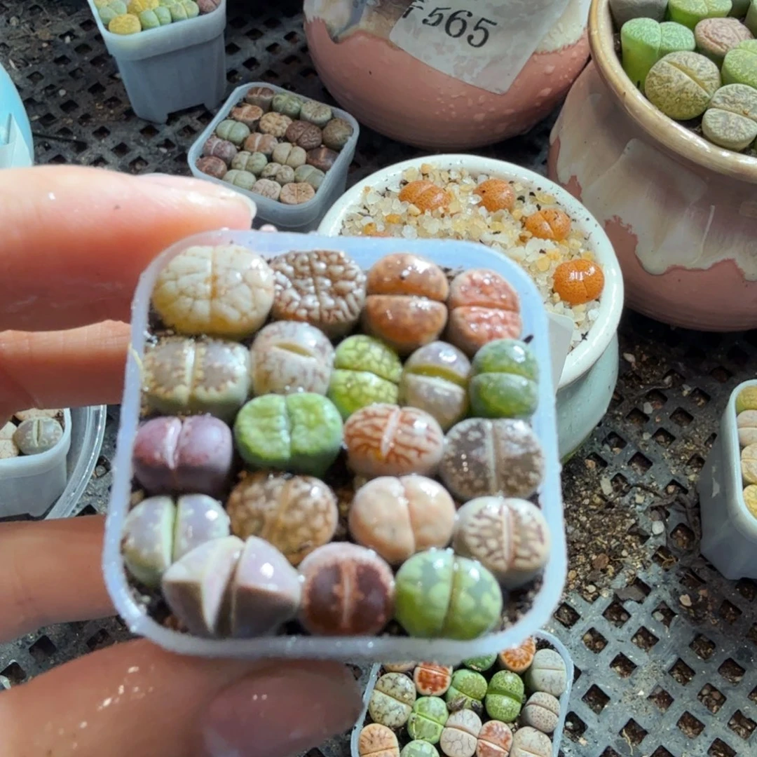 多肉植物和植物等植物613