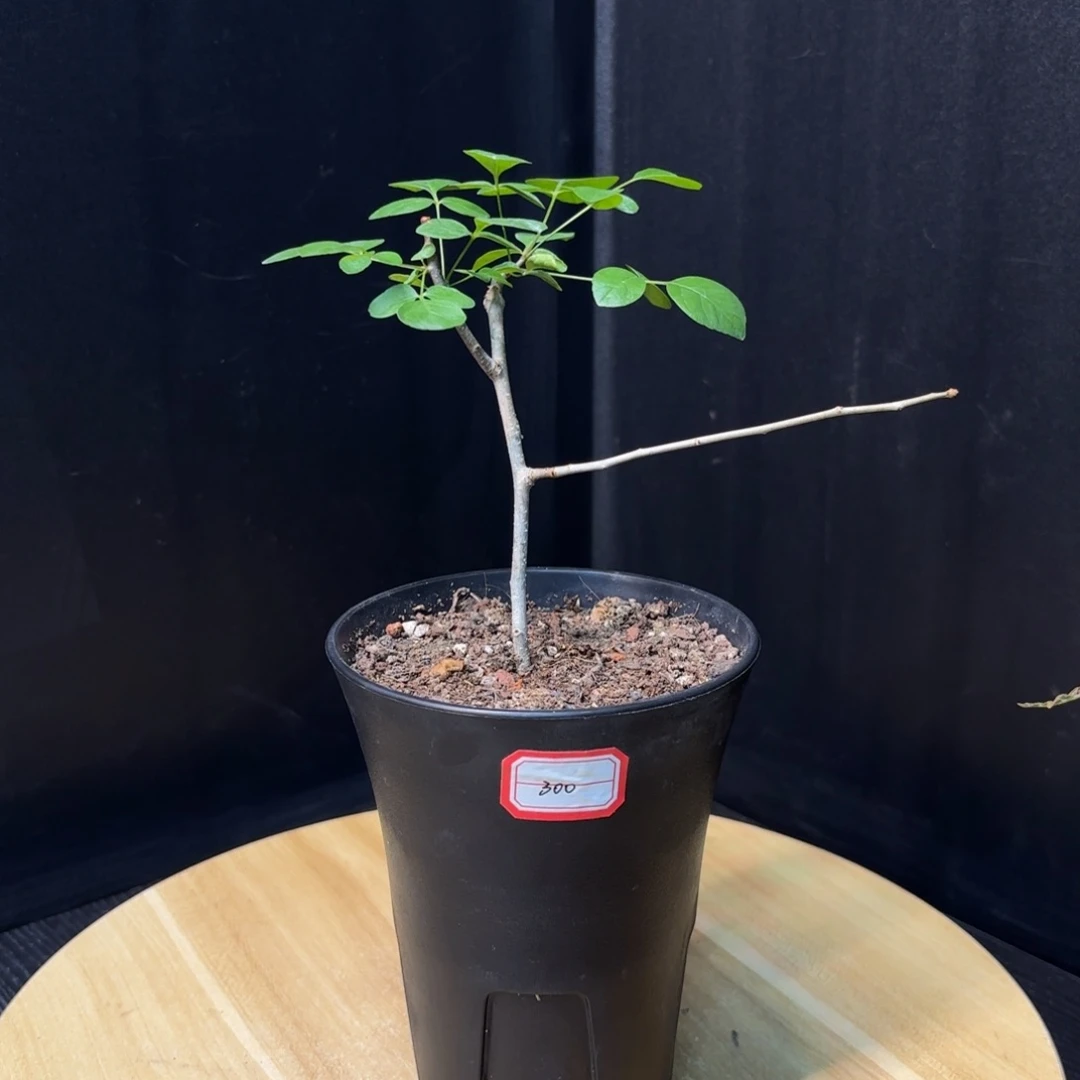 木允  卡塔夫扦插带盆土