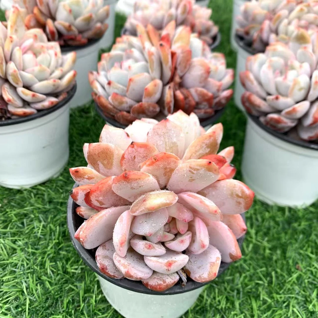 星影橙梦露 江南精品多肉植物满9.9包邮，江南家多肉基地发货，新手