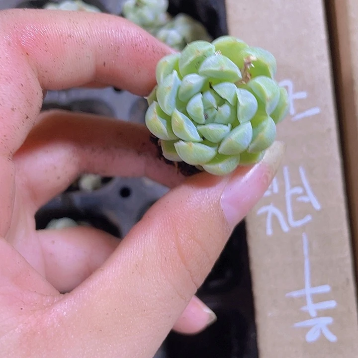 91精品羊脂球2颗一组