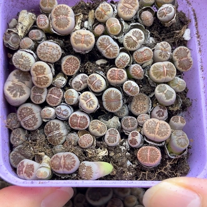 116号菊切糕一盒。。。