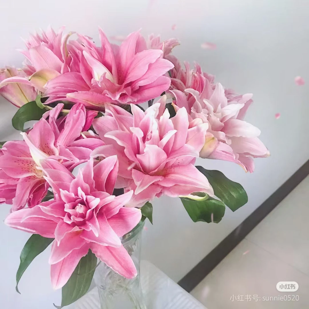 米兰重瓣香水百合东北鲜花顺丰包邮