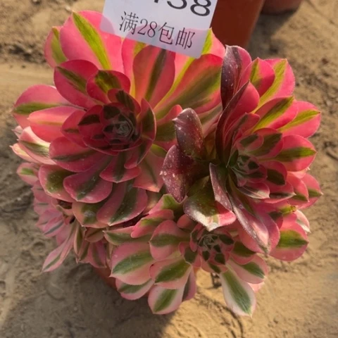 女巫多肉多肉4458