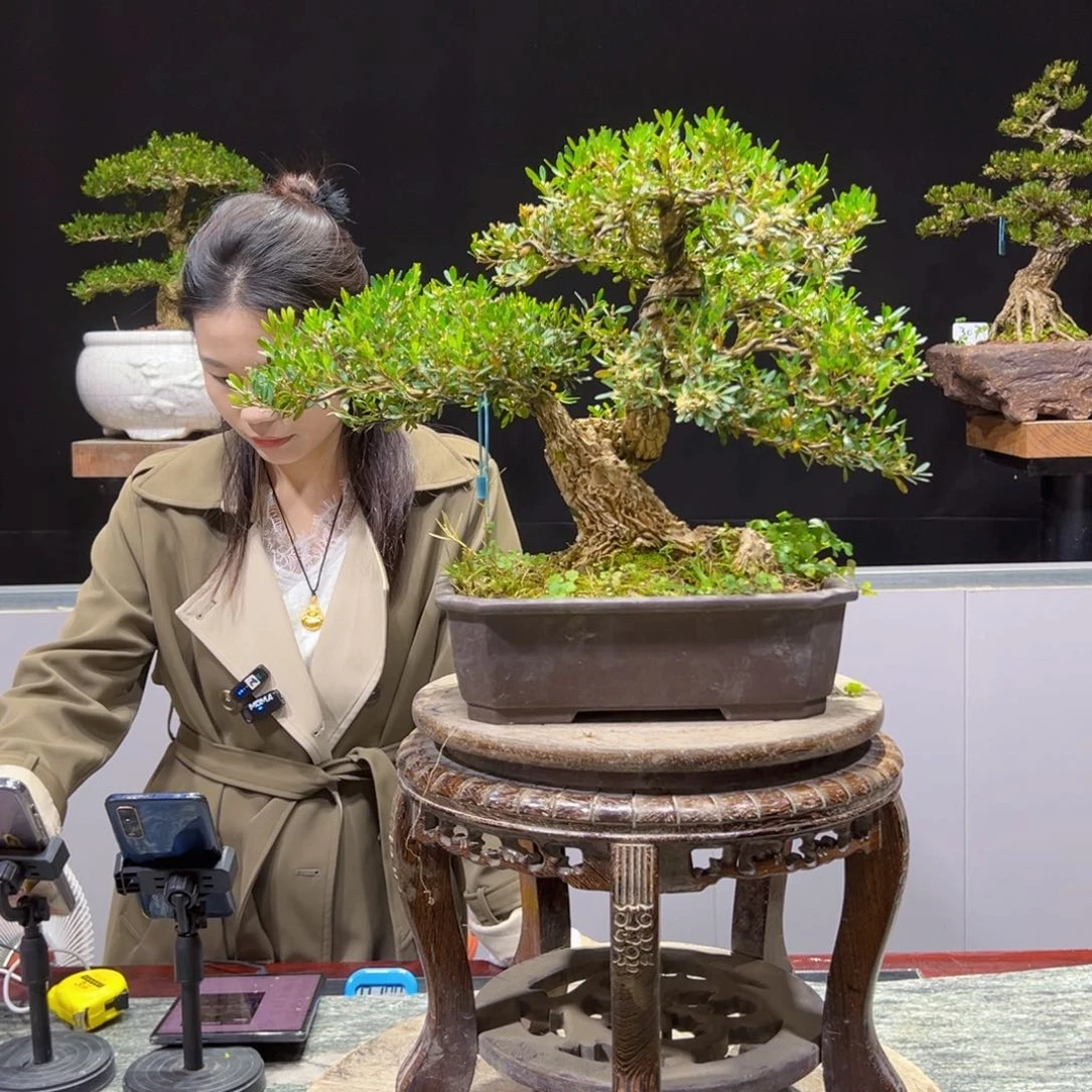 黄杨盆景老桩四季长青