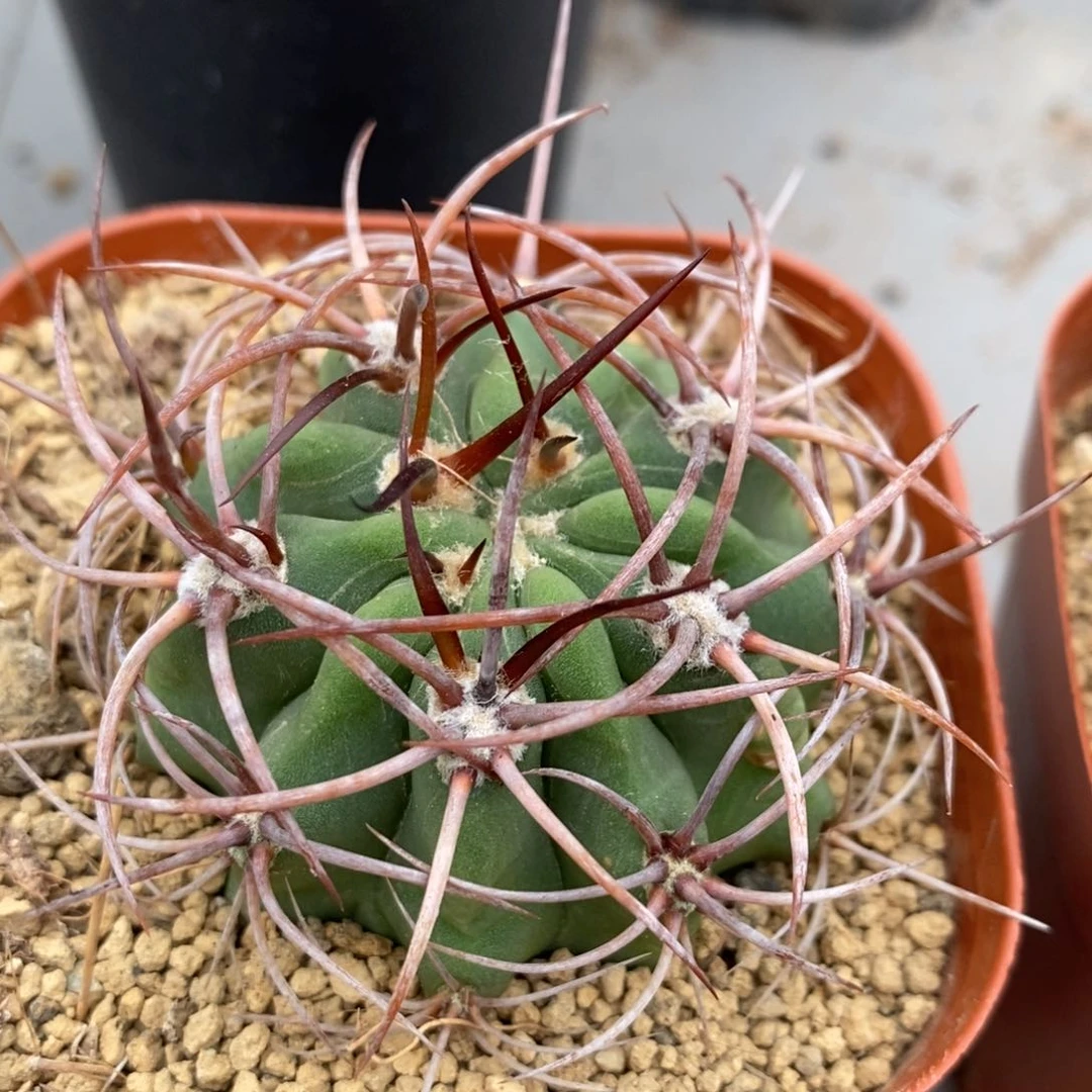 火焰龙实生仙人球