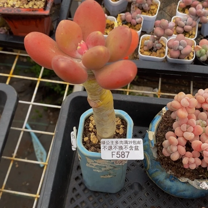 芒果奶金蝉587多肉植物