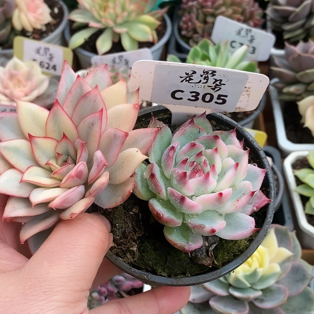 305两颗哈哈哈哈哈哈哈