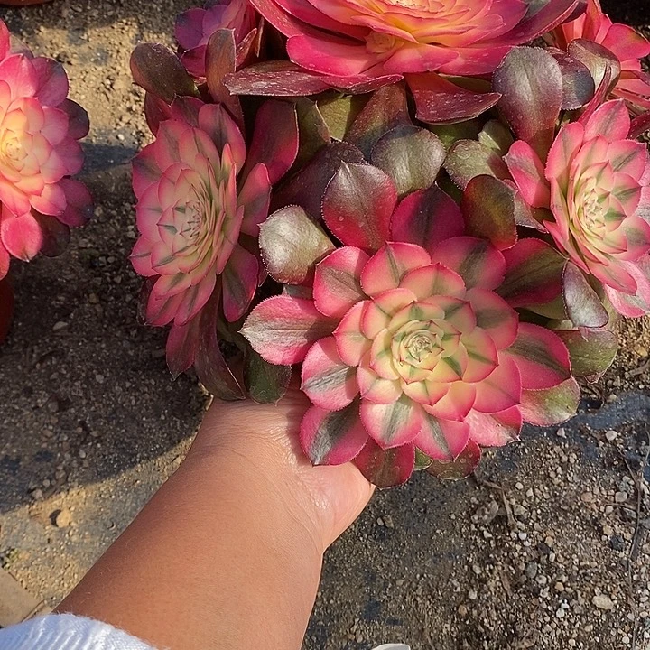 多肉植物荔枝195多肉