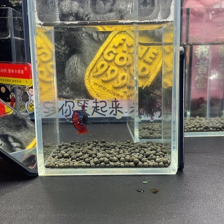 斗鱼53号927早暗黑