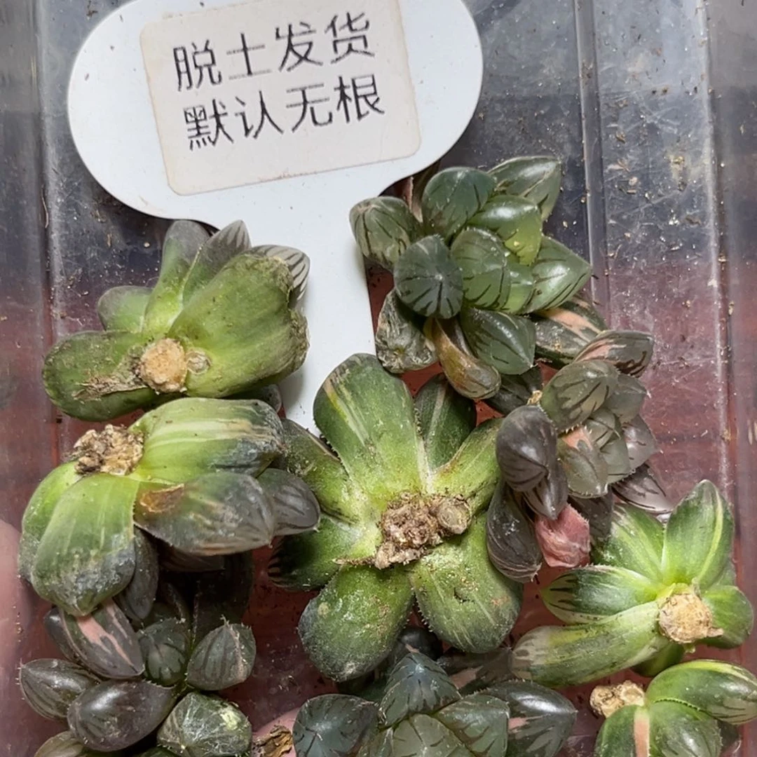 恭喜发财大吉大利0045