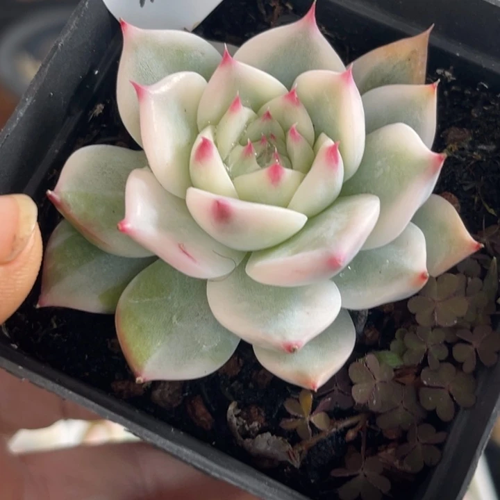 蛋**^吉娃娃锦多肉植物626