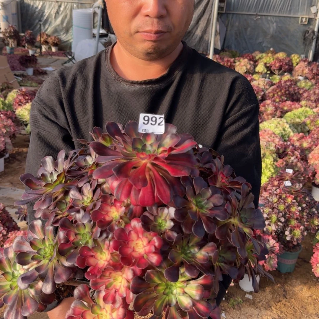 992花蝴蝶顺丰到付植物