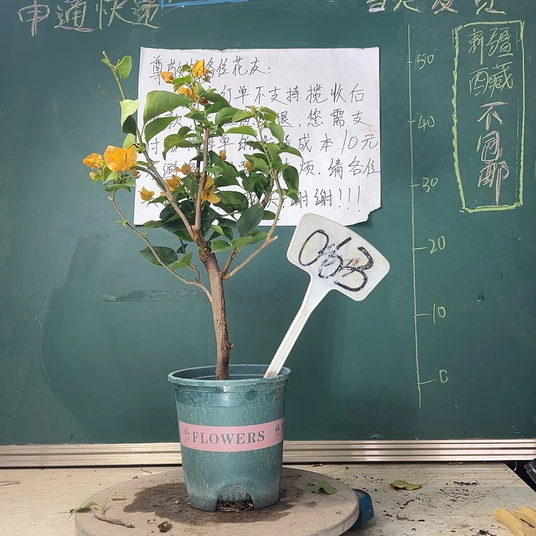 当前无花栽培后可以开花加州黄金 有破皮 063