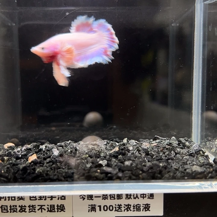 斗鱼竞拍跑单拉黑15日95