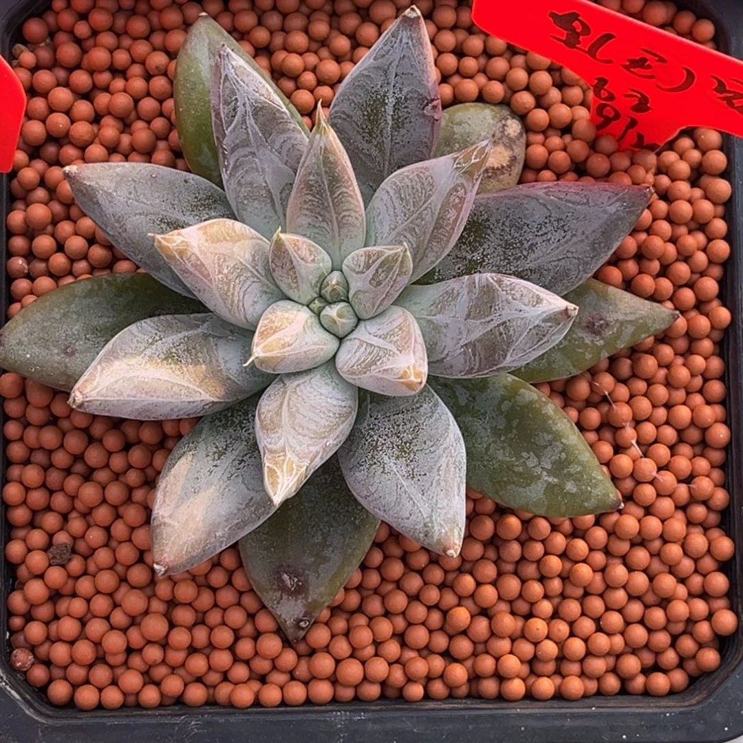 ****小姐姐的多肉植物群生多肉植物