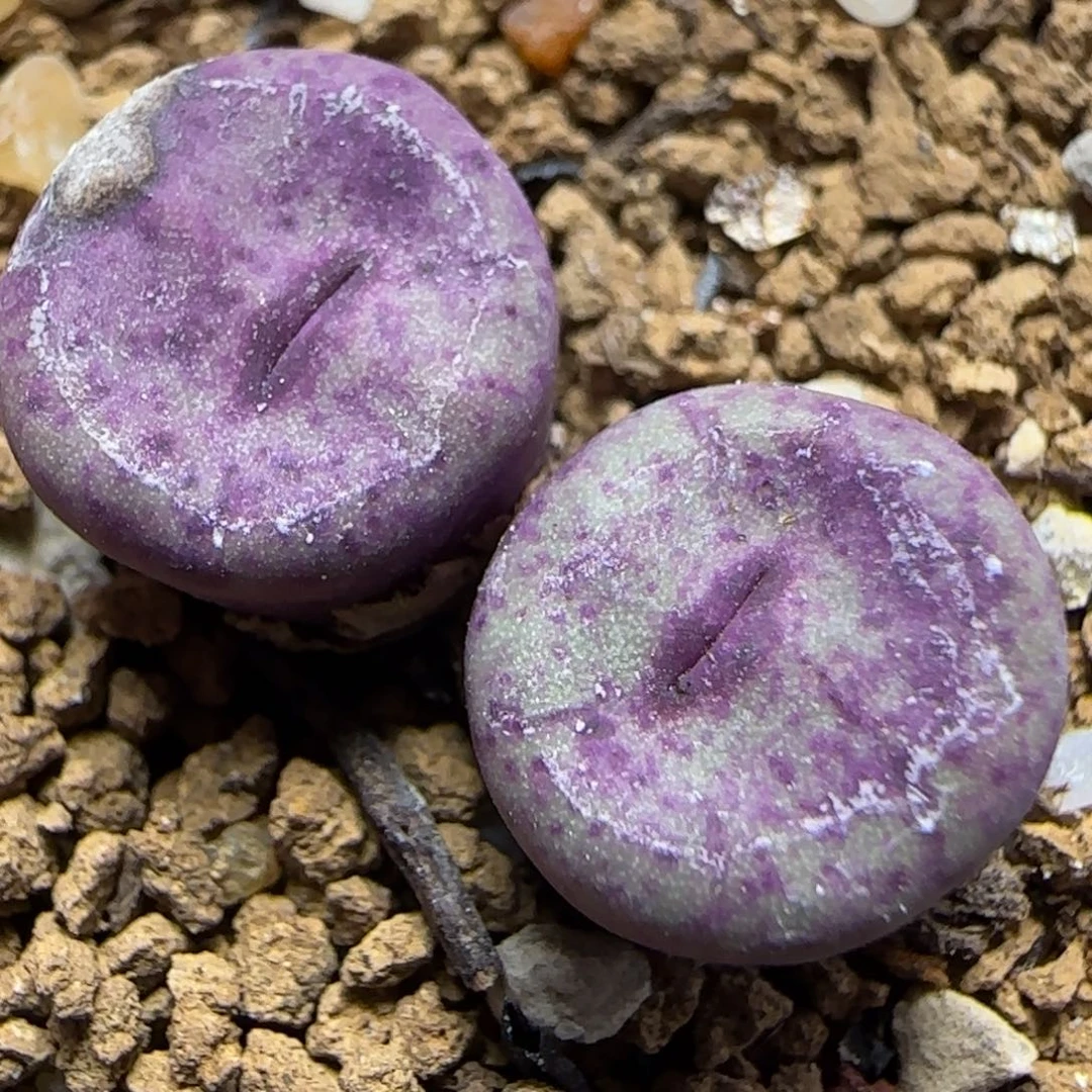 1.26多肉嘟嘟嘴一颗59号