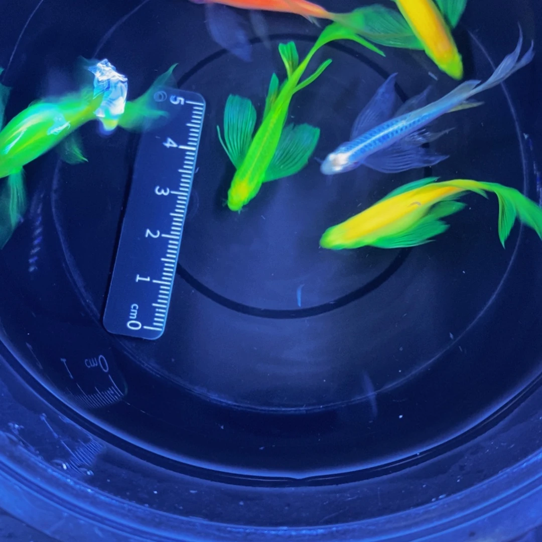 斑马鱼蝶翼斑马4厘米自选6条