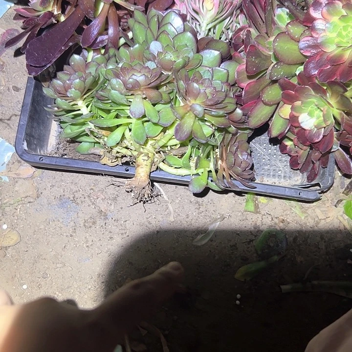 一物一拍不售后法师1