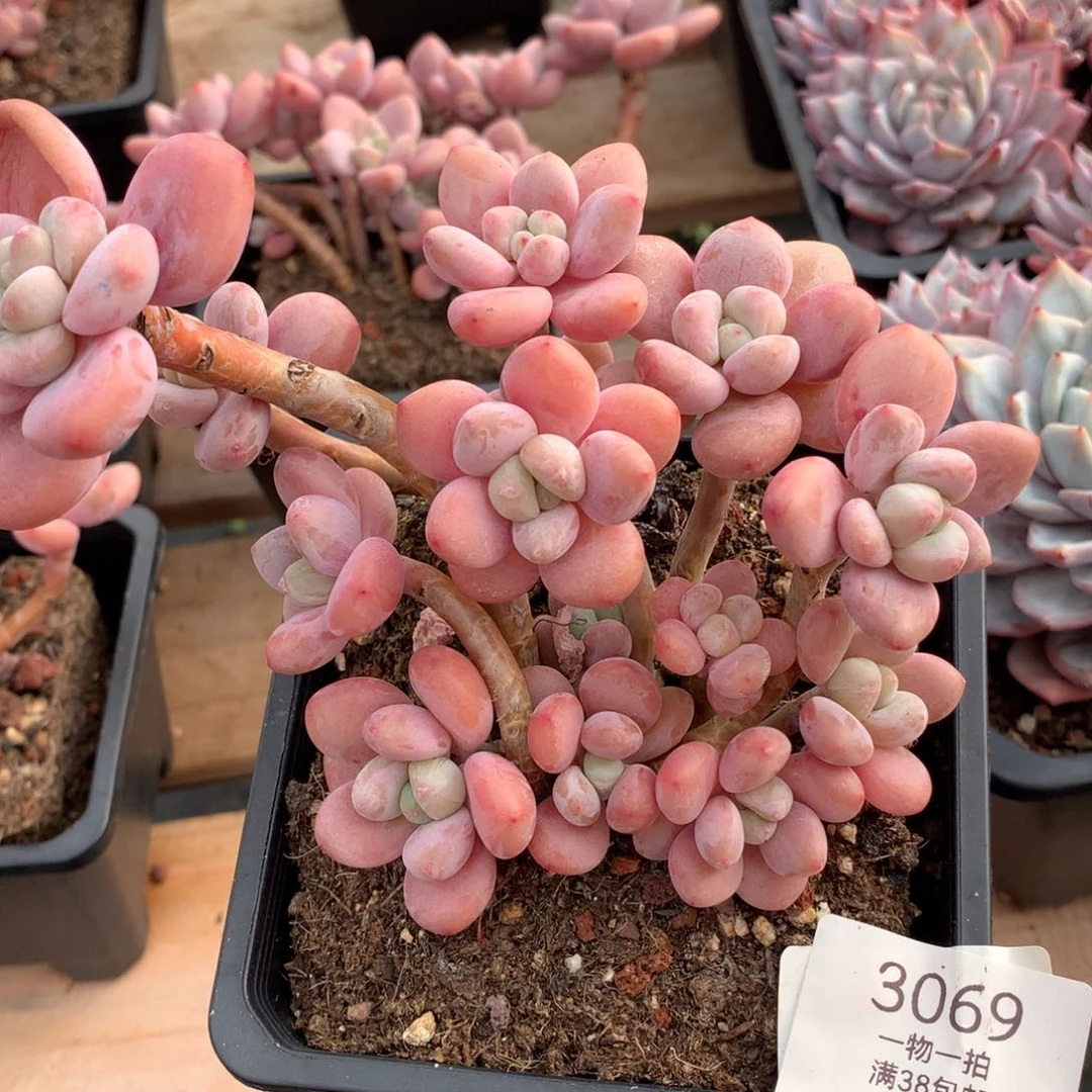 15厘米14头香水洛神3069