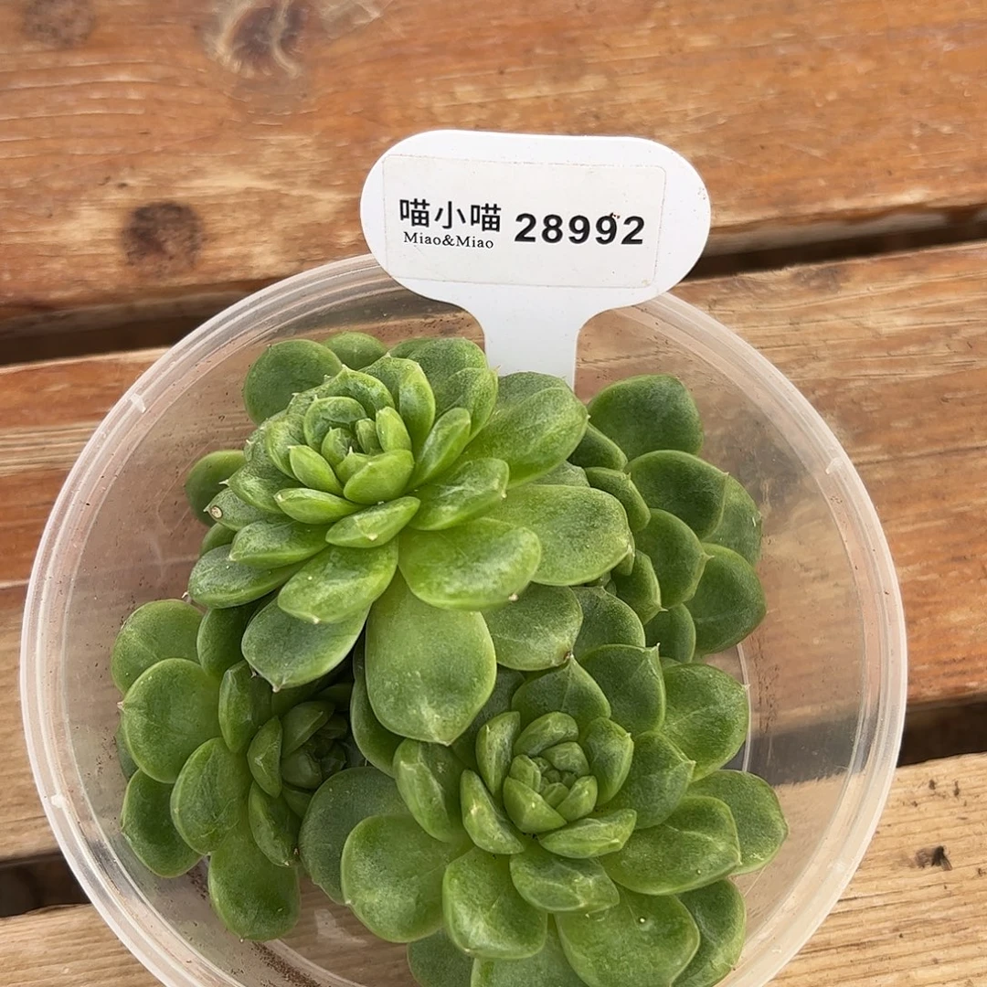 十***桥多肉植物秃子珍妮