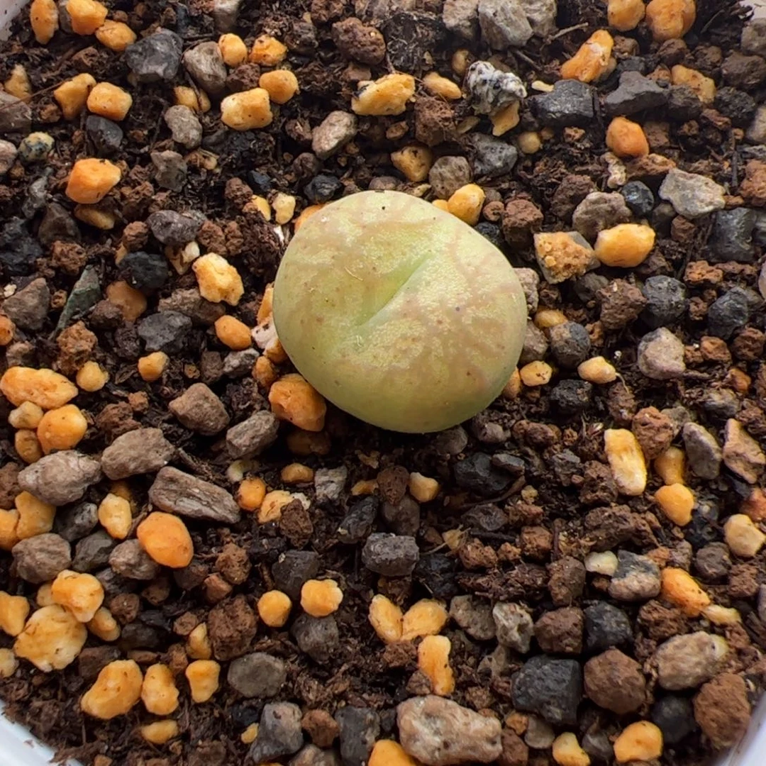 9.23毛杂多肉植物141