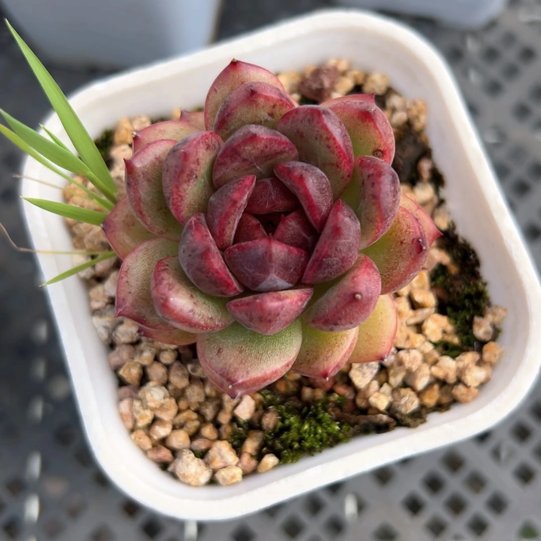 黑玫瑰女王（满38包邮）多肉