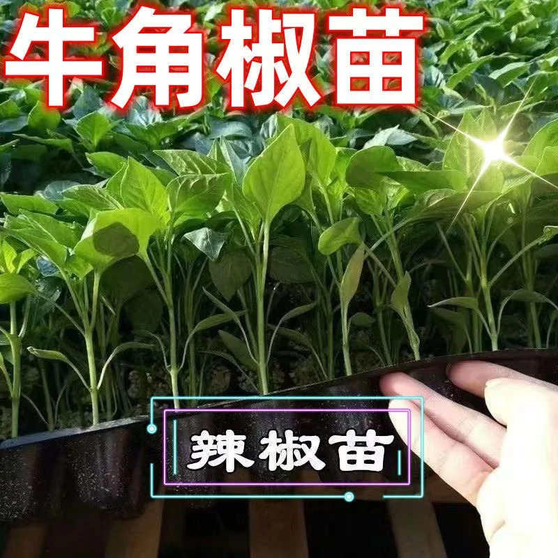 高产辣椒苗带土穴盘苗朝天椒牛角椒薄皮椒螺丝椒阳台庭院栽植