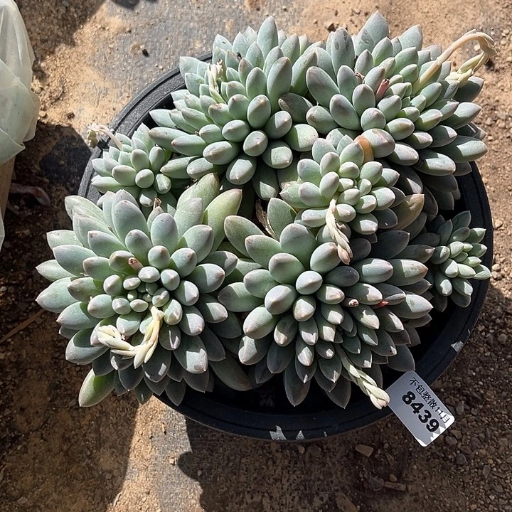 阿雅园艺。     8439奶糖