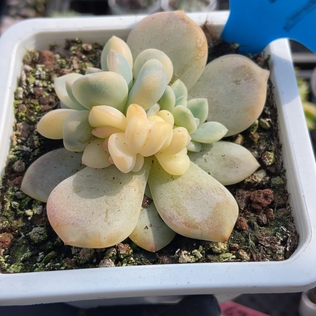 1019梦露锦多肉植物
