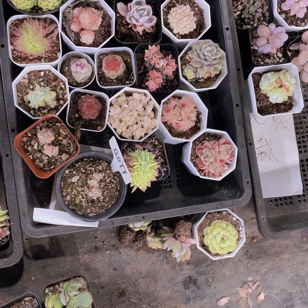 蕊蕊姐姐姐一物一拍