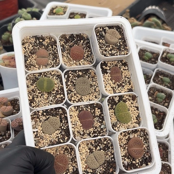 单头生石花随机混搭一筐组合浮力款12盆