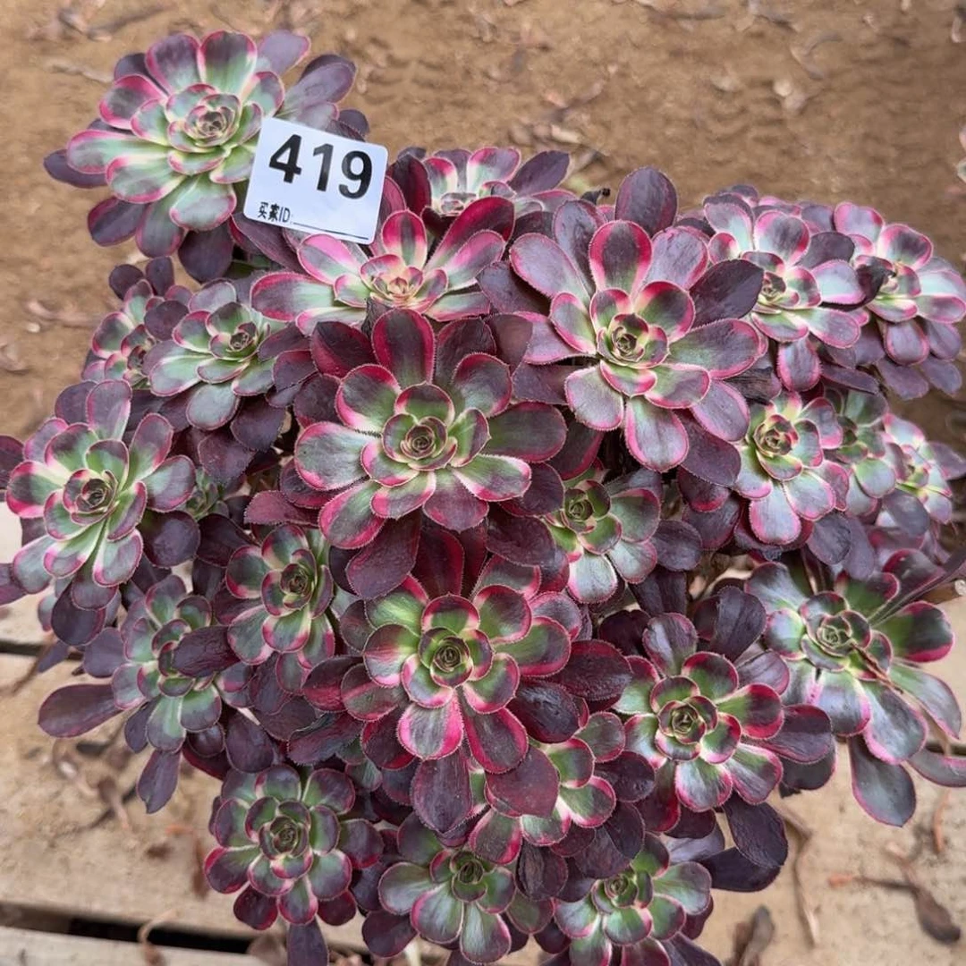 419丽娜多肉植物