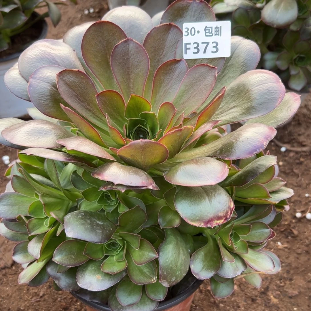 373魅金玫瑰多肉法师