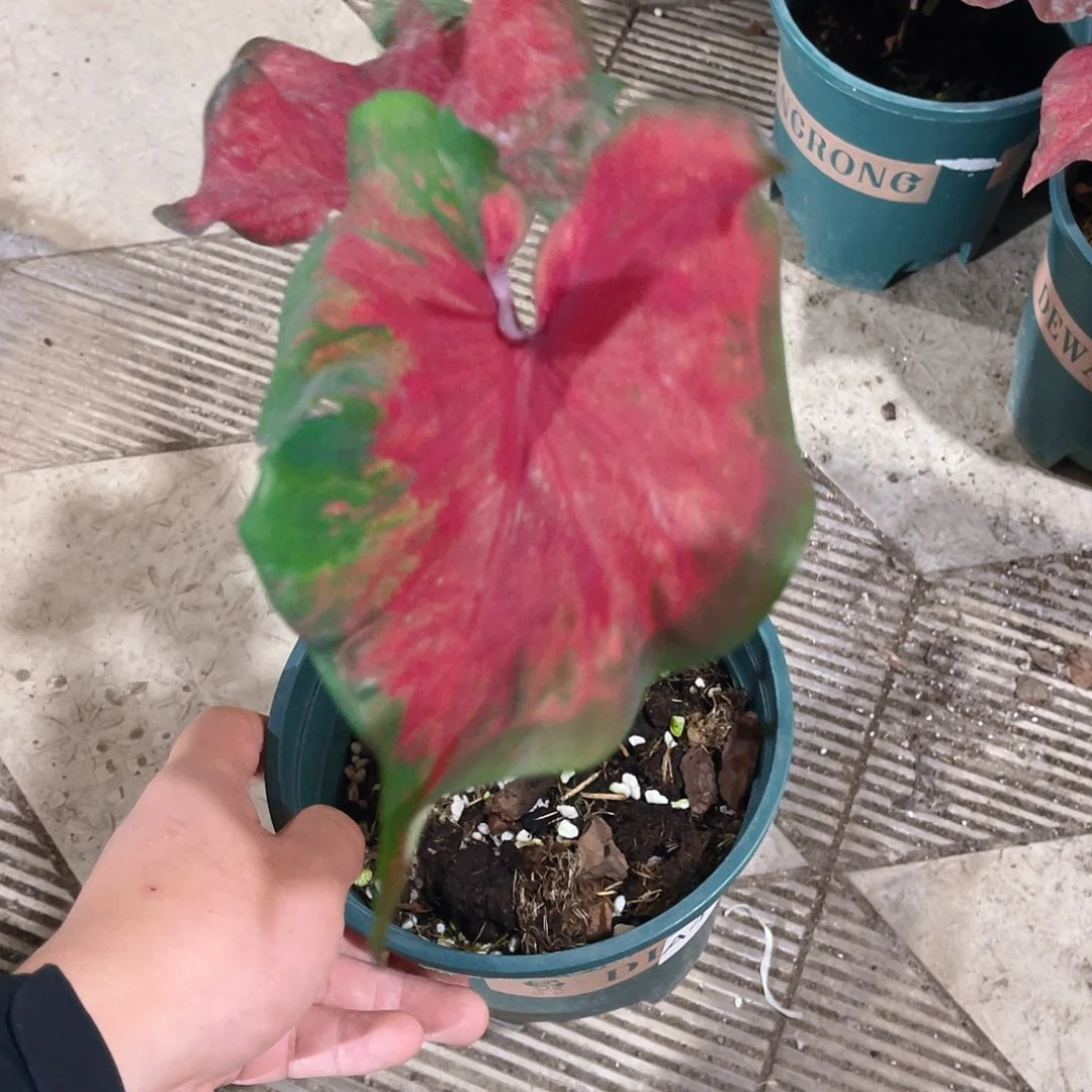 完全开放林*林A413泰彩