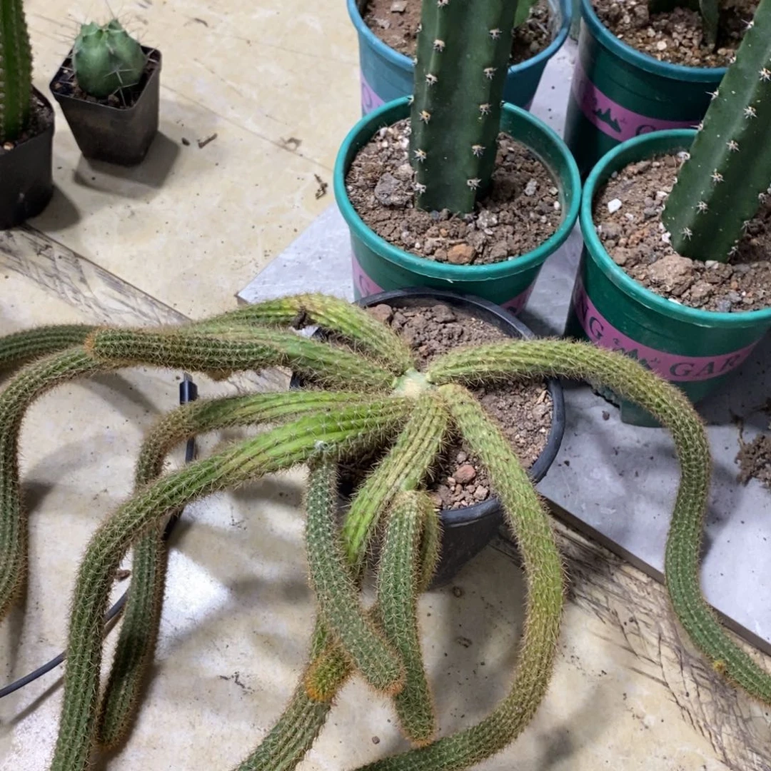 新品群生玛丽珍黄金妞一物一拍2