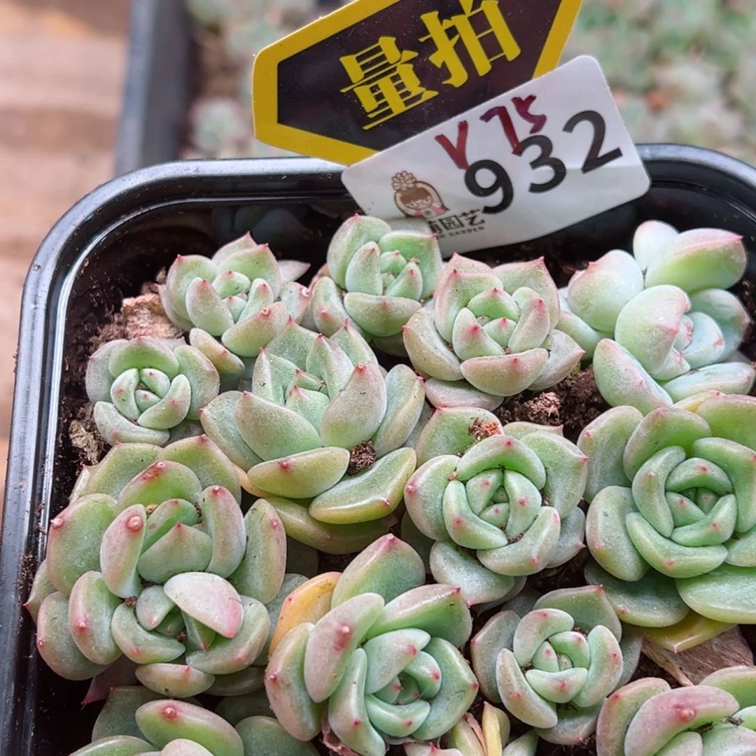 多肉植物多肉植物